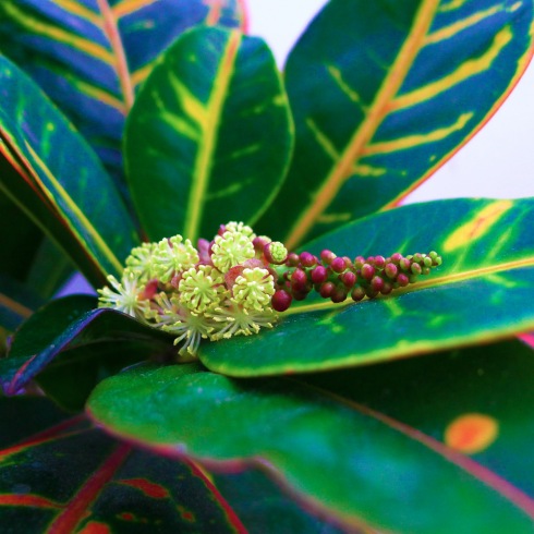 flowering croton plant