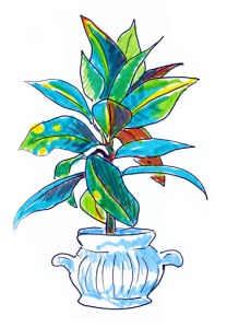 croton marker drawing, croton illustration, croton plant