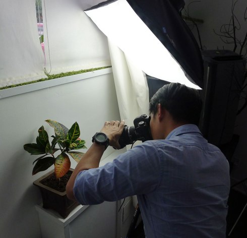 time lapse photography, flowering croton