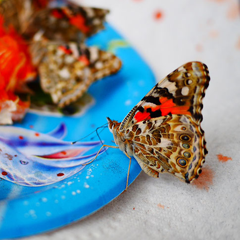 painted lady butterfly wing eating